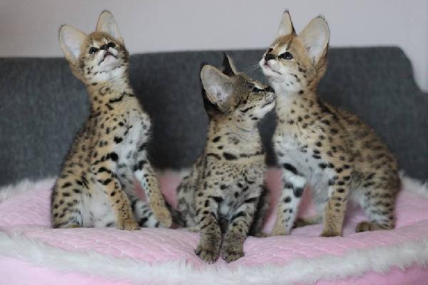 disponibili per la vendita i cuccioli caracal e savannah - media 6